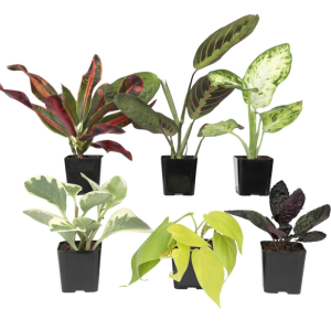 6-Pack Easy to Grow Houseplants