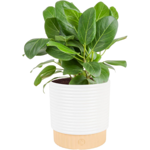 Costa Farms Ficus Audrey Live Plant