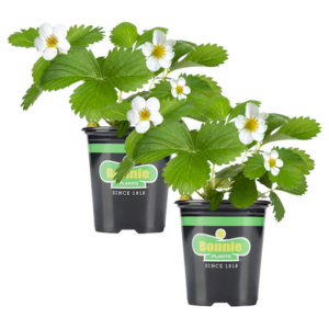 Bonnie Plants 2-Pack Strawberry Plants
