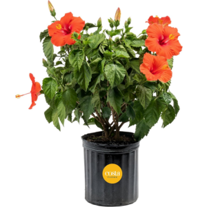 Costa Farms Live 3' Tropical Hibiscus Bush