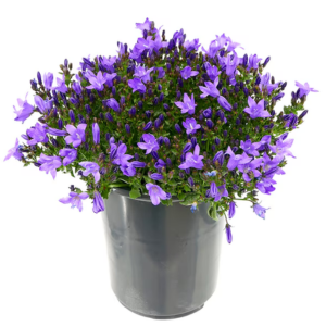 2.5Qt Campanula Perennial Plant