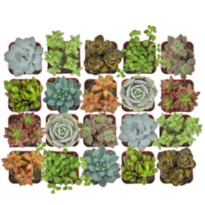 20-Pack Altman Mini Live Succulent Plants