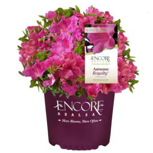 1Gl. Autumn Royalty Shrub