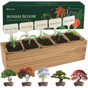 5 DIY Bonsai Tree Growing Starter Kit