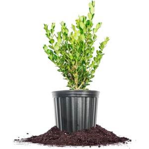 Perfect Plants 1Gl. Winter Gem Boxwood Live Shrub