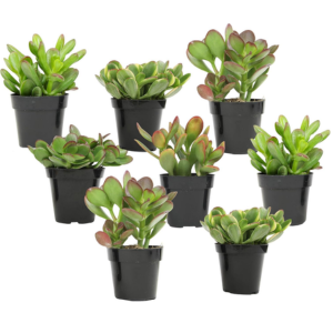8-Pack Altman Live Jade Plants