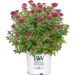 Proven Winners 2Gal Spirea Shrub