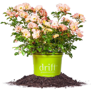 Peach Drift 1Gl. Rose Plant