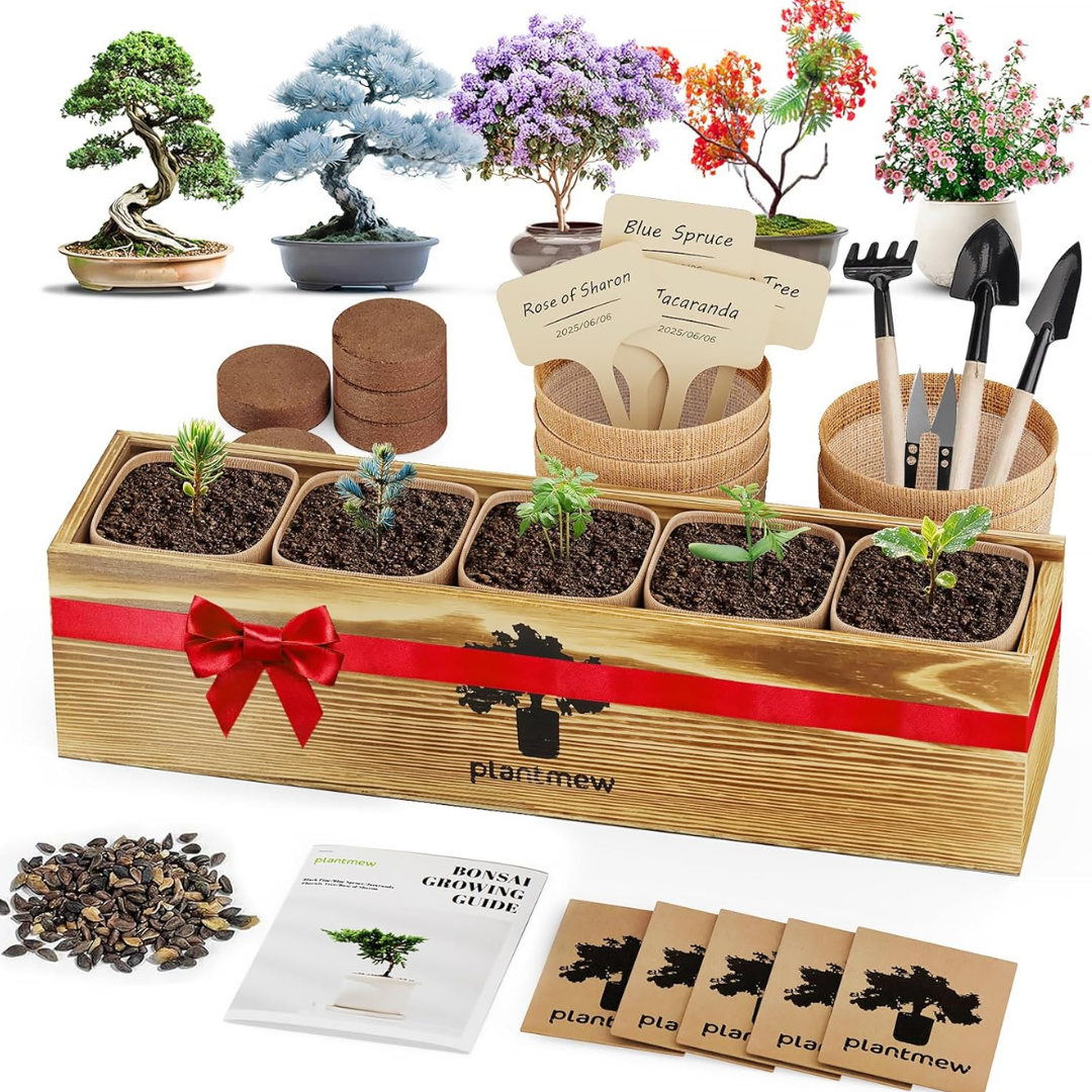 5 Unique Japanese Bonsai Tree Kit