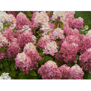 Proven Winners 1Gal Fire Light Hydrangea Shrub