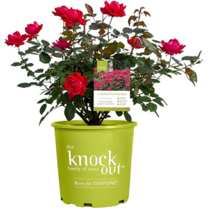 Knock Out 2Gal. Double Rose Bush